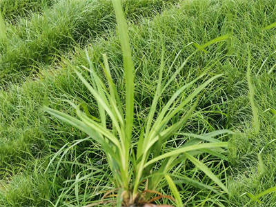 美國REED